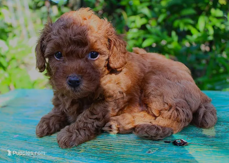 Teacup dale – Poodle - Toy  puppy for sale in Baton Rouge, LA