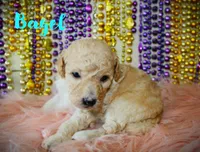 F1b Petite goldendoodle , a male Miniature Goldendoodle for sale in Baton Rouge, LA – Photo 3 of 3