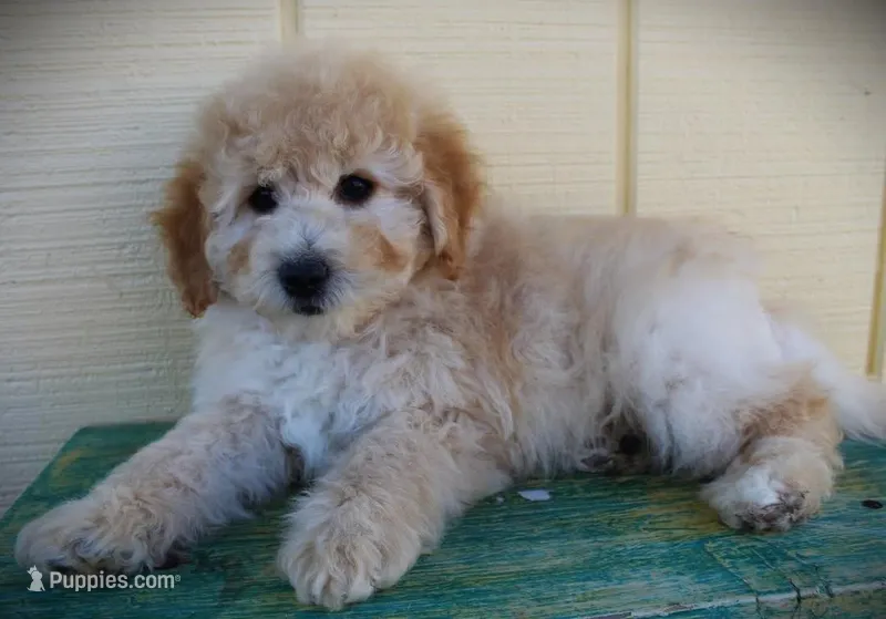 F1b Petite goldendoodle , a male Miniature Goldendoodle for sale in Baton Rouge, LA – Photo 1 of 3