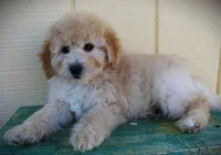 F1b Petite goldendoodle , a male Miniature Goldendoodle for sale in Baton Rouge, LA – Photo 1 of 3
