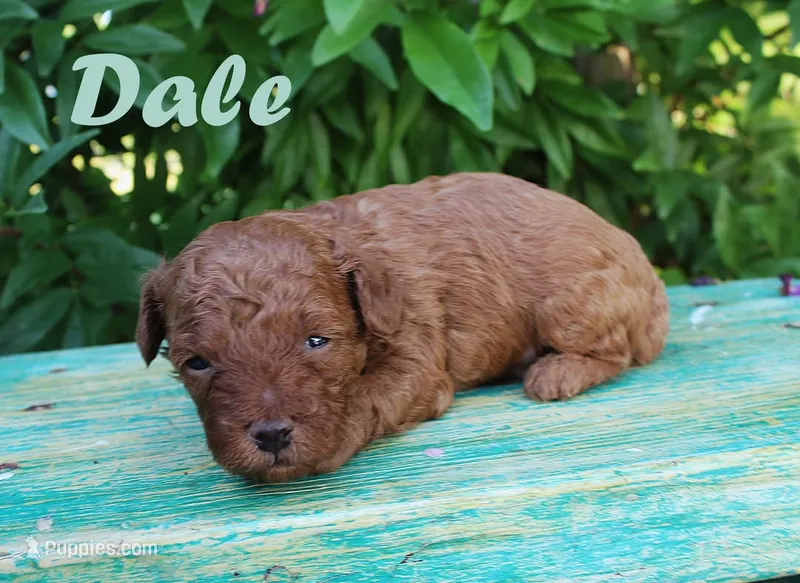Teacup dale – Poodle - Toy  puppy for sale in Baton Rouge, LA