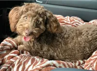 Cobalt, a male Miniature Aussiedoodle for sale in Baton Rouge, LA – 2 of 3