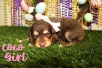 Toy aussiedoodle, a female Miniature Aussiedoodle for sale in Baton Rouge, LA – Photo 2 of 3