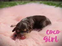 Toy aussiedoodle, a female Miniature Aussiedoodle for sale in Baton Rouge, LA – Photo 3 of 3