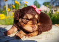 Toy aussiedoodle, a female Miniature Aussiedoodle for sale in Baton Rouge, LA – Photo 1 of 3