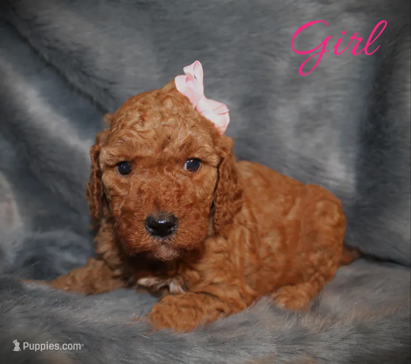 summer, a female Miniature Goldendoodle for sale in Baton Rouge, LA – Photo 1 of 2