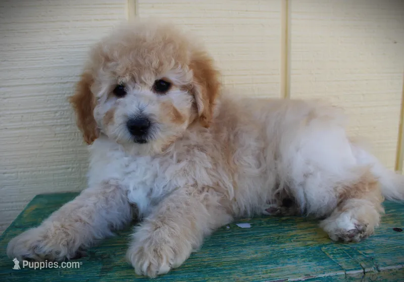 F1b Petite goldendoodle  – Miniature Goldendoodle puppy for sale in Baton Rouge, LA