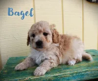 F1b Petite goldendoodle , a male Miniature Goldendoodle for sale in Baton Rouge, LA – Photo 1 of 3