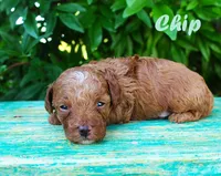 Teacup chip, a male Poodle - Toy  for sale in Baton Rouge, LA – 2 of 4