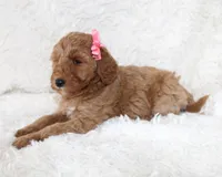 rose, a female Miniature Goldendoodle for sale in Baton Rouge, LA – Photo 3 of 5