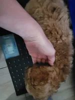 rose, a female Miniature Goldendoodle for sale in Baton Rouge, LA – Photo 2 of 5