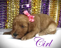 rose, a female Miniature Goldendoodle for sale in Baton Rouge, LA – Photo 5 of 5