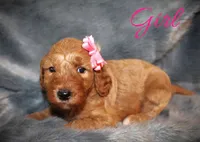 rose, a female Miniature Goldendoodle for sale in Baton Rouge, LA – Photo 4 of 5