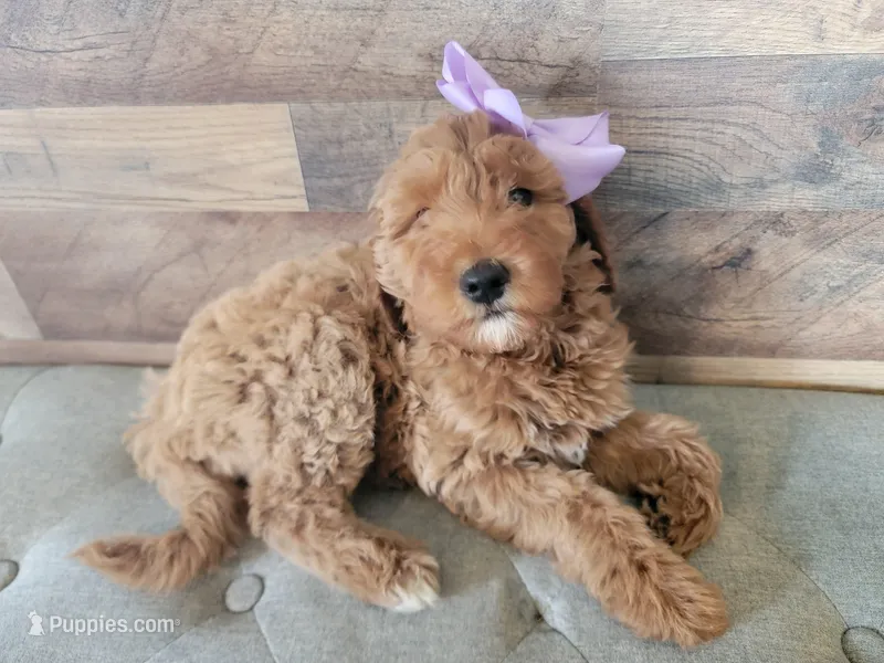 rose, a female Miniature Goldendoodle for sale in Baton Rouge, LA – Photo 1 of 5