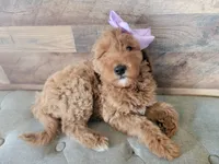 rose, a female Miniature Goldendoodle for sale in Baton Rouge, LA – Photo 1 of 5