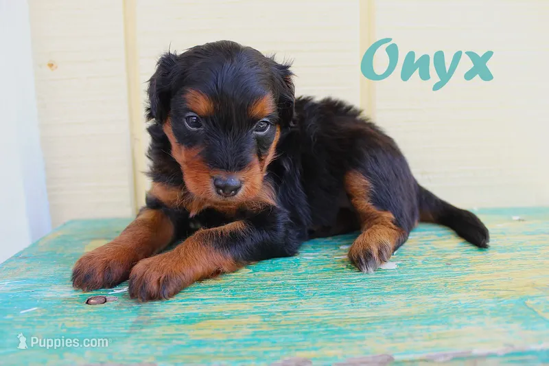 Onyx – Miniature Aussiedoodle puppy for sale in Baton Rouge, LA