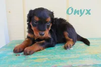 Onyx, a male Miniature Aussiedoodle for sale in Baton Rouge, LA – 1 of 3