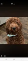 Toffee , a female Irish Doodle for sale in Baton Rouge, LA – 2 of 2