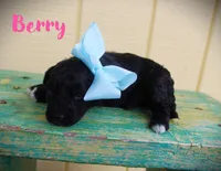 Berry/Toy goldendoodle, a female Miniature Goldendoodle for sale in Baton Rouge, LA – Photo 2 of 2