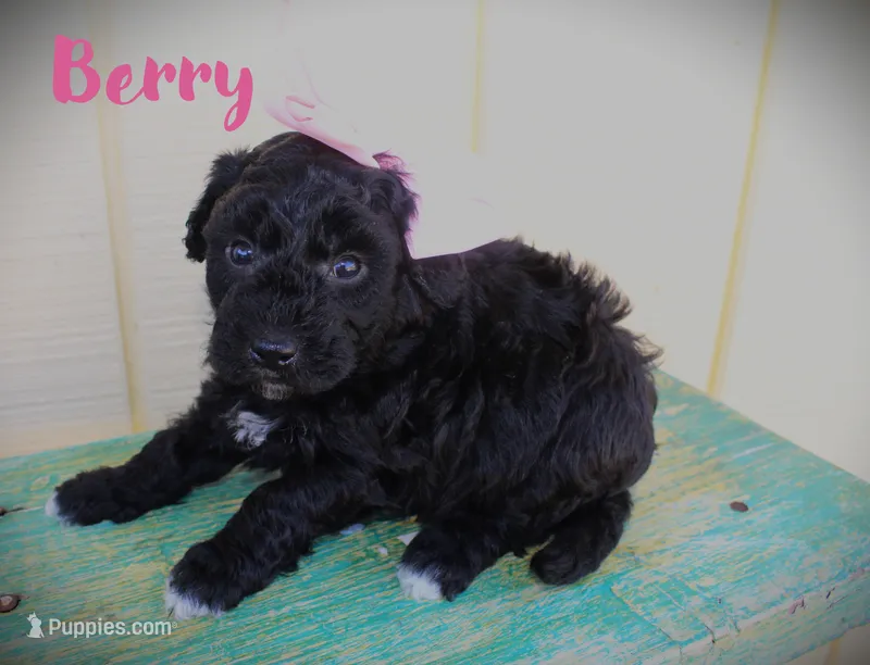 Berry/Toy goldendoodle – Miniature Goldendoodle puppy for sale in Baton Rouge, LA