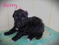 Berry/Toy goldendoodle, a female Miniature Goldendoodle for sale in Baton Rouge, LA – Photo 1 of 2