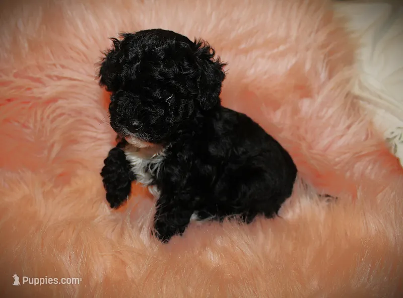 Teacup poodle Male