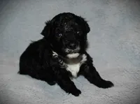 Teacup poodle Male, a male Poodle - Toy  for sale in Baton Rouge, LA – Photo 2 of 5