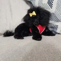 Teacup poodle Male, a male Poodle - Toy  for sale in Baton Rouge, LA – Photo 3 of 5