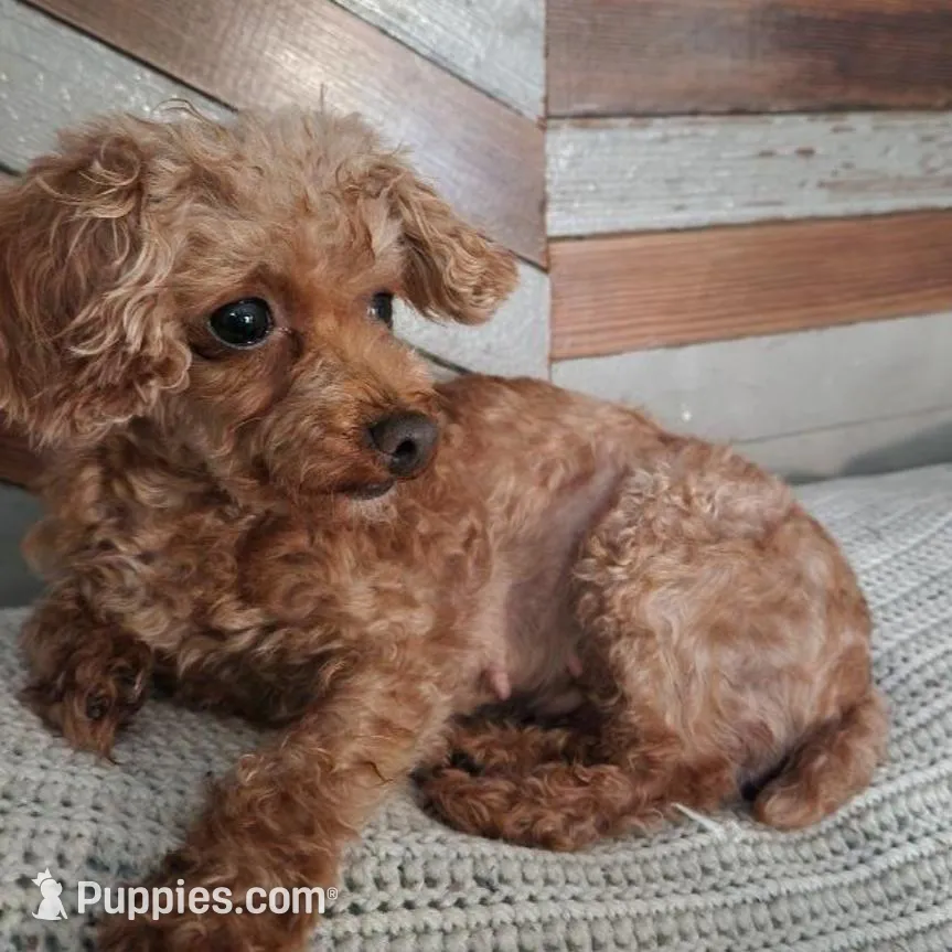 Teacup poodle Male, a male Poodle - Toy  for sale in Baton Rouge, LA – Photo 4 of 5