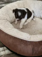 Spot, a male Chihuahua for sale in Hilton, NY – Photo 2 of 2