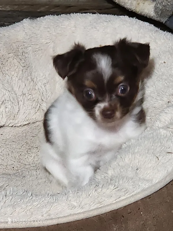 Spot – Chihuahua puppy for sale in Hilton, NY