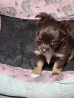 Mocha, a male Chihuahua for sale in Hilton, NY – Photo 2 of 2