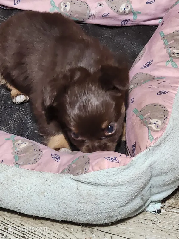 Mocha – Chihuahua puppy for sale in Hilton, NY