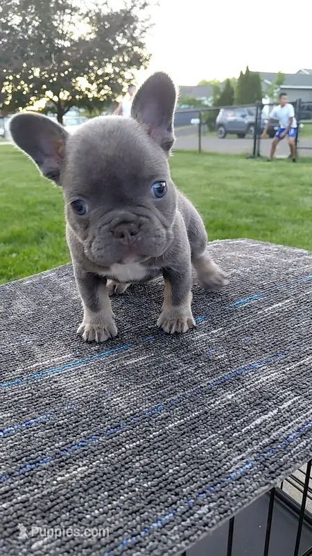 Frenchies  – French Bulldog puppy for sale in Granger, WA