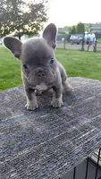 Frenchies , a male French Bulldog for sale in Granger, WA – 1 of 1
