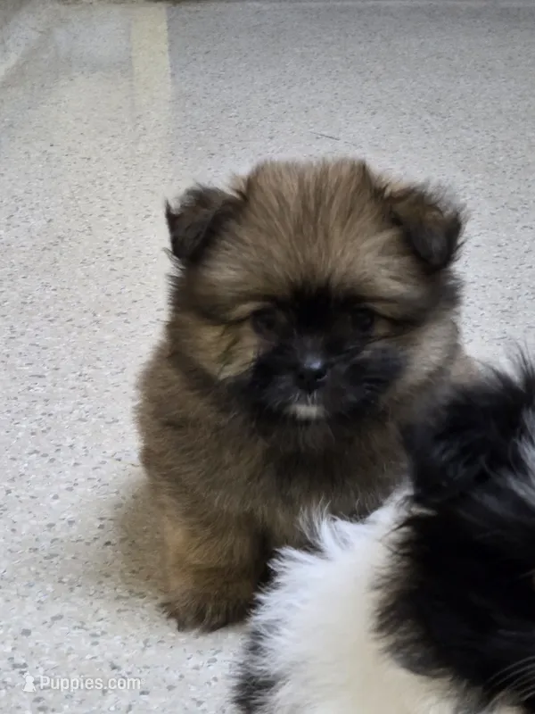 Griffin – Shih Tzu, Shiranian puppy for sale in Lawrenceville, GA