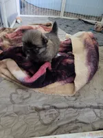 Griffin, a male Shiranian for sale in Lawrenceville, GA – 6 of 7
