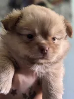 Snitch, a male Shih Tzu and Shiranian for sale in Lawrenceville, GA – 9 of 9