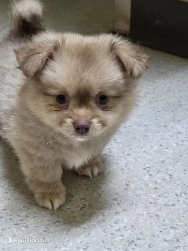 Snitch – Shiranian puppy for sale in Lawrenceville, GA