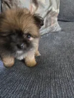 Griffin, a male Shiranian for sale in Lawrenceville, GA – 2 of 7