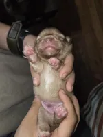 Snitch, a male Shiranian for sale in Lawrenceville, GA – 6 of 8