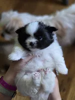 Draco, a male Pomeranian and Shiranian for sale in Lawrenceville, GA – 5 of 9