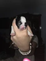 Draco, a male Shiranian for sale in Lawrenceville, GA – 7 of 7
