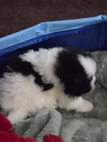 Draco, a male Pomeranian and Shiranian for sale in Lawrenceville, GA – 3 of 9