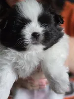 Draco, a male Pomeranian and Shiranian for sale in Lawrenceville, GA – 9 of 9