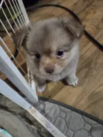 Snitch, a male Shih Tzu and Shiranian for sale in Lawrenceville, GA – 5 of 9