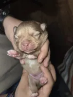 Snitch, a male Shiranian for sale in Lawrenceville, GA – 8 of 8