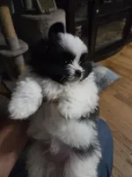Draco, a male Pomeranian and Shiranian for sale in Lawrenceville, GA – 4 of 9