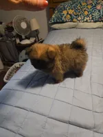 Griffin, a male Shih Tzu and Shiranian for sale in Lawrenceville, GA – 2 of 9