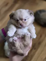 Snitch, a male Shih Tzu and Shiranian for sale in Lawrenceville, GA – 8 of 9